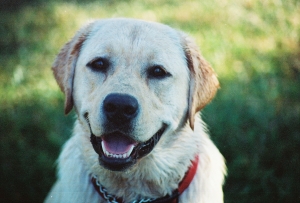 Longenbaugh Veterinary Hospital / Animal Hospital of Cypress Happy Dog 77095. Come see Henry!